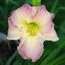 Hemerocallis Artist's Edge